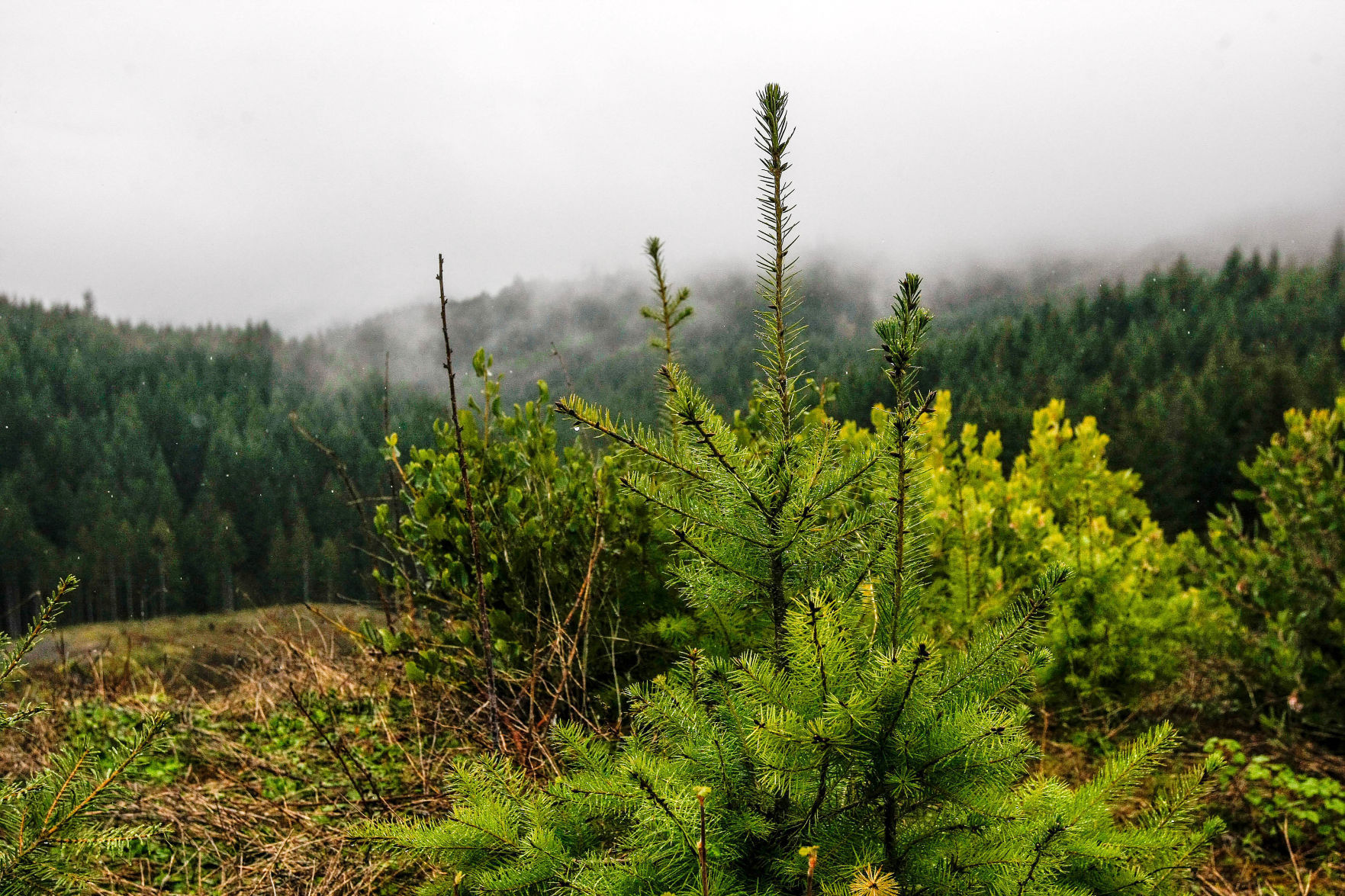 forestseries-02